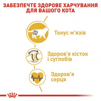 Купити Royal Canin British Shorthair 10 кг корм для Британців короткошерстих від 1 року від Royal Canin — Корм для чистопородних кішок | Zooprostir