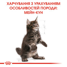 Корм для кошенят Royal Canin MainEcoon Kitten 0.4 кг