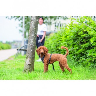 Купить Шлея Trixie CityStyle H-harness для собак хлопок XS–S 30–44 см 10 мм черный от Trixie — Нейлоновые шлеи для собак | Zooprostir