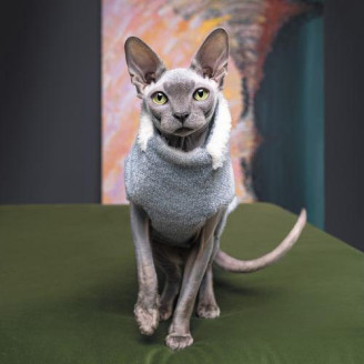 Светр Pet Fashion «Cat» для собак, розмір M, меланж від